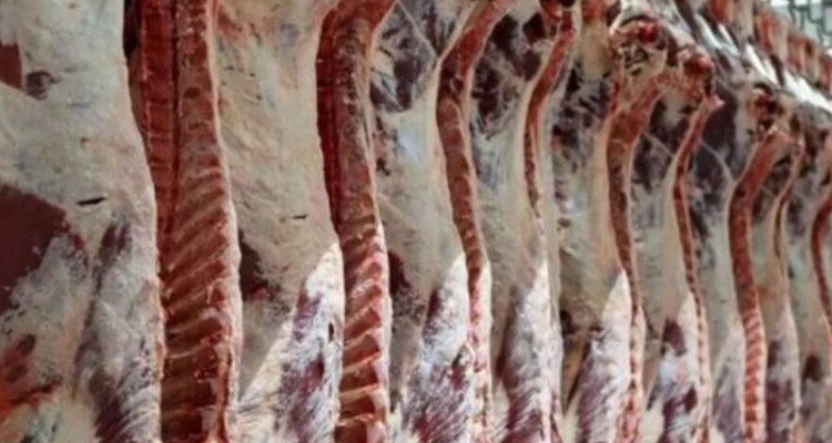 افزایش واردات گوشت قرمز