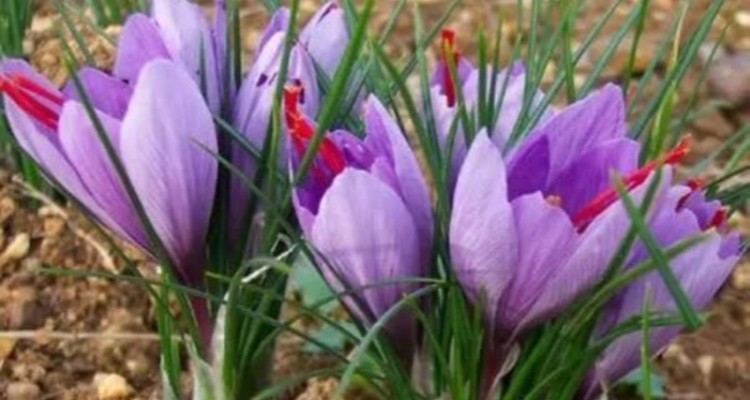 زعفران؛ طلای سرخ اسلام‌آبادغرب با درآمدزایی بالا و مصرف آب پایین