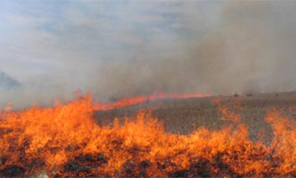 جزئیات آتش سوزی مزارع گندم در اسلام آبادغرب