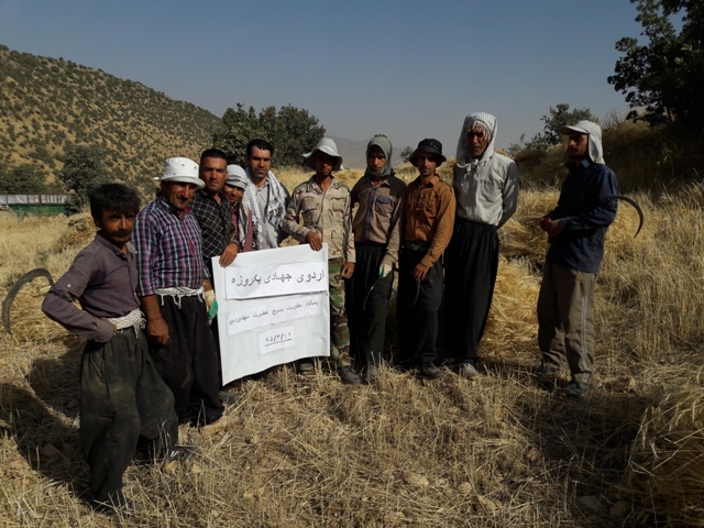 برگزاری اردوی جهادی در اسلام آبادغرب/ کمک به کشاورزان در برداشت محصول گندم+تصاویر