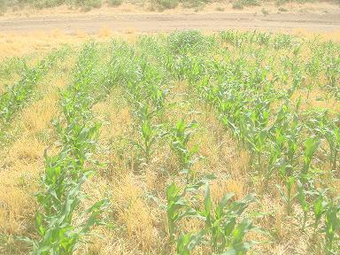 کشت مستقیم ذرت (نوتیلیج ) در سطح بیش از 100 هکتار از مزارع اسلام آبادغرب