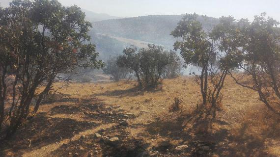 مهار آتش سوزی در جنگل های شمالی اسلام آبادغرب/سوختن نیم هکتار از مراتع و جنگلهای روستای بره سیله+عکس