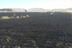آتش سوزی در ۳۰ هکتار از مزارع گندم شهرستان سرپل ذهاب