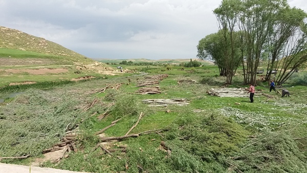 شهروند خبرنگار؛قطع درختان حاشیه رودخانه امامزاده حسن(ع) اسلام آبادغرب+تصاویر