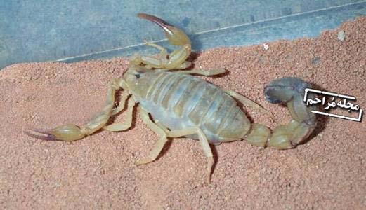 تصاویر زایمان عقرب/نمایان شدن بخشی از قدرت خداوند را ببینید تصاویر زایمان عقرب/نمایان شدن بخشی از قدرت خداوند را ببینید
