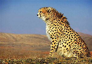 نجات یک یوزپلنگ به دست پیرزن 75 ساله + فیلم 