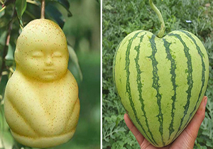 خلاقیت یک باغبان در تهیه میوه‌هایی به شکل قلب + فیلم 