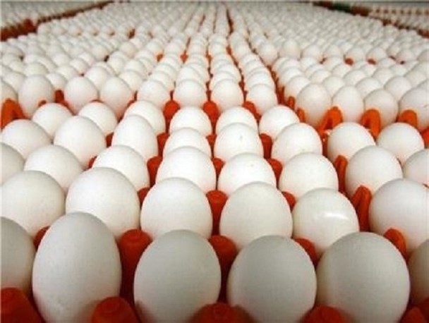 آغاز عرضه تخم مرغ شانه‌ای ۱۱هزار و ۶۰۰ تومانی از امروز/ کاهش قیمت با واردات ۲۰ هزار تن تخم مرغ