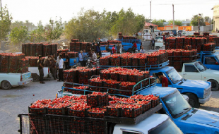 رشد ۱۵۸ درصدی صادرات گوجه فرنگی از گمرکات استان کرمانشاه طی امسال