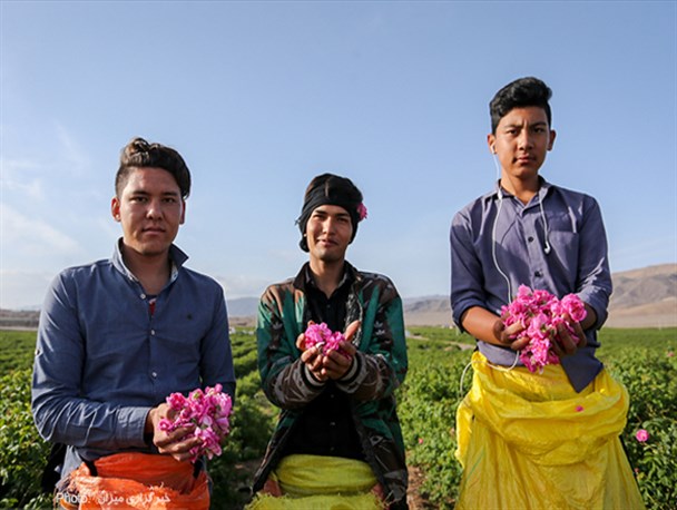 گلاب گیری در قمصر کاشان/ تصاویر