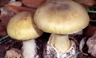 ردپای "چتریهای کشنده" در قارچهای پرورشی / شروع یک معمای تازه! ردپای "چتریهای کشنده" در قارچهای پرورشی / شروع یک معمای تازه!