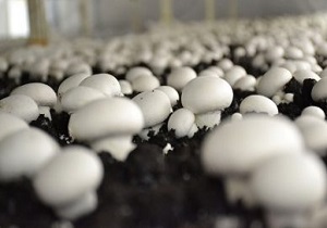 قارچ های مرگباری که صنعت تولید قارچ کشور را زمین‌گیر کردند +فیلم