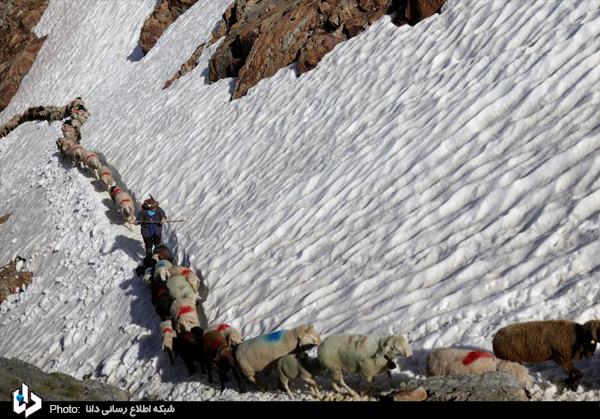 چوپان و گوسفندان در گذرگاه آلپ/ تصاویر چوپان و گوسفندان در گذرگاه آلپ/ تصاویر