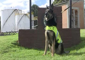 سگی که قاچاقچیان برای سرش جایزه گذاشته‌اند! + فیلم 