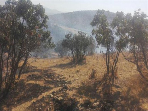 مهار آتش سوزی در مراتع و جنگل های شمالی اسلام آبادغرب/سوختن بیش از 10 هکتار از مراتع وپسچر روستای سوران