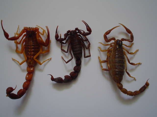 گونه‌های نادر عقرب؛ قربانی نیش سوداگری + صوت