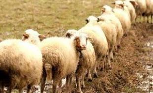 «قاچاق» دام در لوای کوچ «عشایر» / چراغ خاموش قاچاقچیان دام در مرزهای غربی