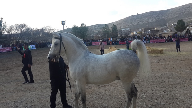 جشنواره ملی زیبایی اسب کرد ایران زمین در اسلام آبادغرب