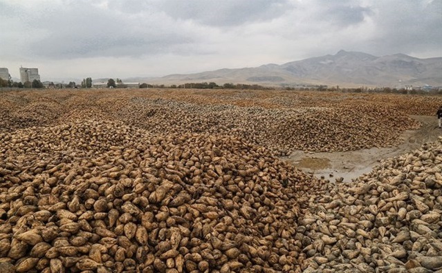 برداشت بیش از 200 هزار تن چغندر قند در اسلام آبادغرب