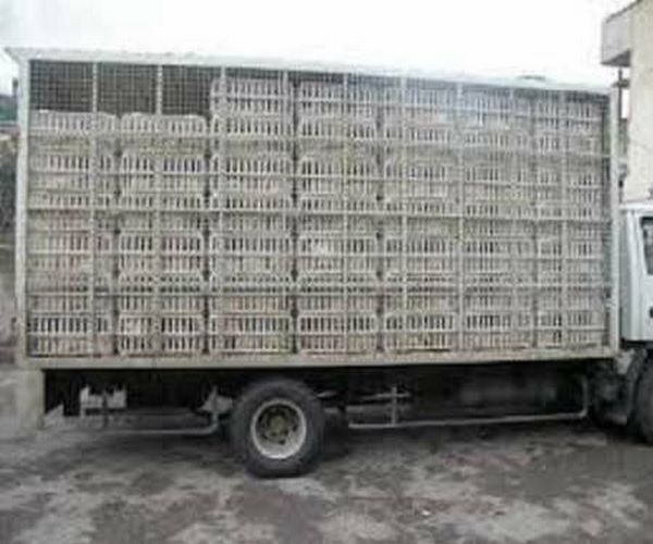 کشف بیش از ۷ تن مرغ قاچاق در اسلام آبادغرب توسط گشت های بازرسی بسیج