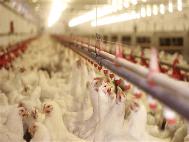 فاجعه خاموش تولید پرهزینه و بدون پشتیبان مرغ در کشور/ خرید تضمینی، یک مُسکن بی اثر  فاجعه خاموش تولید پرهزینه و بدون پشتیبان مرغ در کشور/ خرید تضمینی، یک مُسکن بی اثر