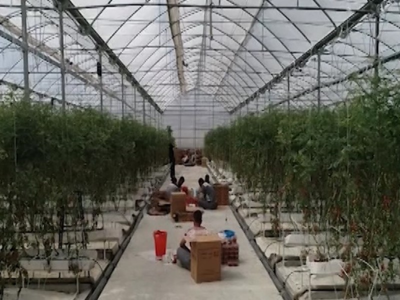 پیشرفت ۶۰ درصدی بزرگترین گلخانه هیدروپونیک غرب کشور در شهرستان اسلام آبادغرب پیشرفت ۶۰ درصدی بزرگترین گلخانه هیدروپونیک غرب کشور در شهرستان اسلام آبادغرب