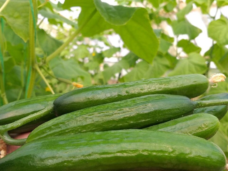 برداشت نوبرانه خیار در مزارع جالیز دهستان شیان اسلام آبادغرب برداشت نوبرانه خیار در مزارع جالیز دهستان شیان اسلام آبادغرب