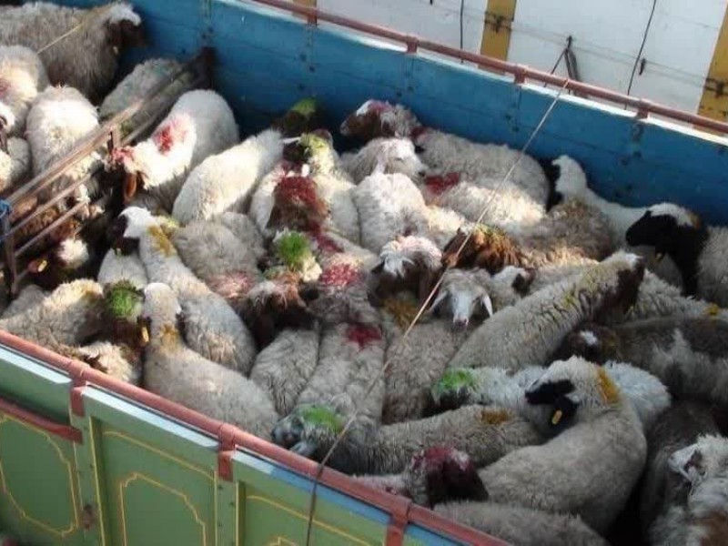 کشف 27 راس دام قاچاق در اسلام آبادغرب/کشف بیش از 19 هزار پودر رختشویی احتکاری