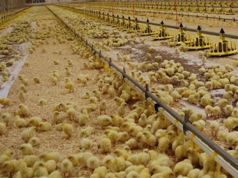 دست لرزان مرغداران برای جوجه‌ریزی/ کاهش ۳۰درصدی تولید جوجه یک‌روزه