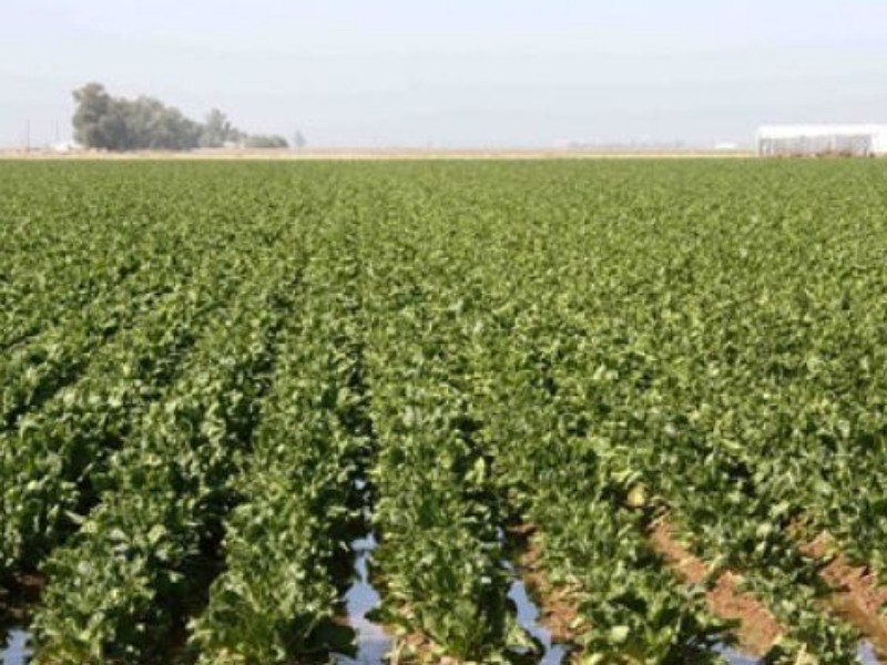 به کارگیری الگوهای کشت غیر اصولی یکی از موانع دستیابی به توسعه پایدار کشاورزی