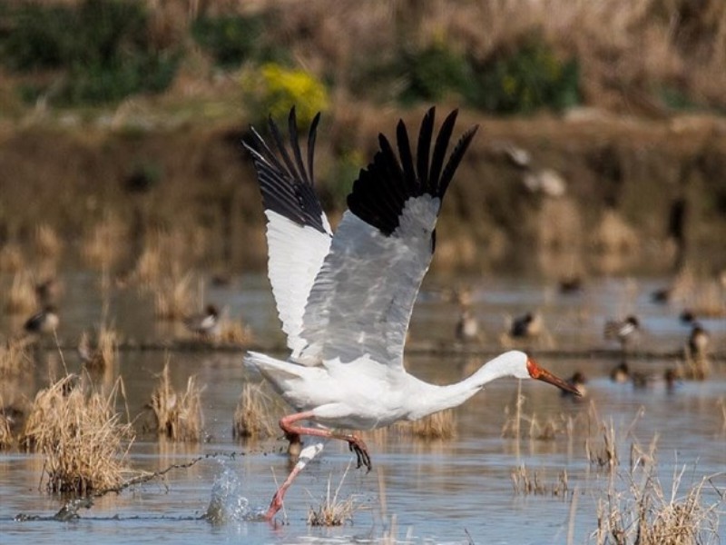 امید تک درنای سیبری در راه ایران