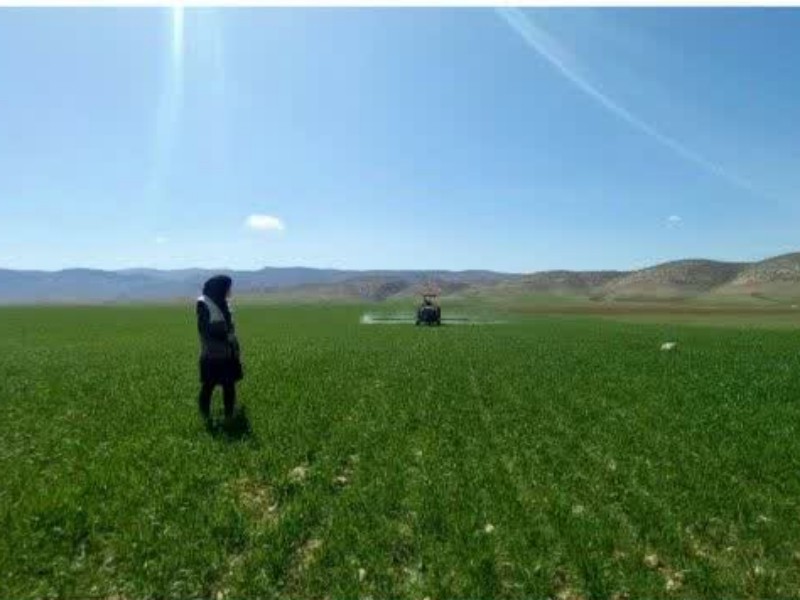 برگزاری کلاس آموزشی و ارائه مشاوره های ترویجی جهت کشاورزان اسلام‌آبادغرب