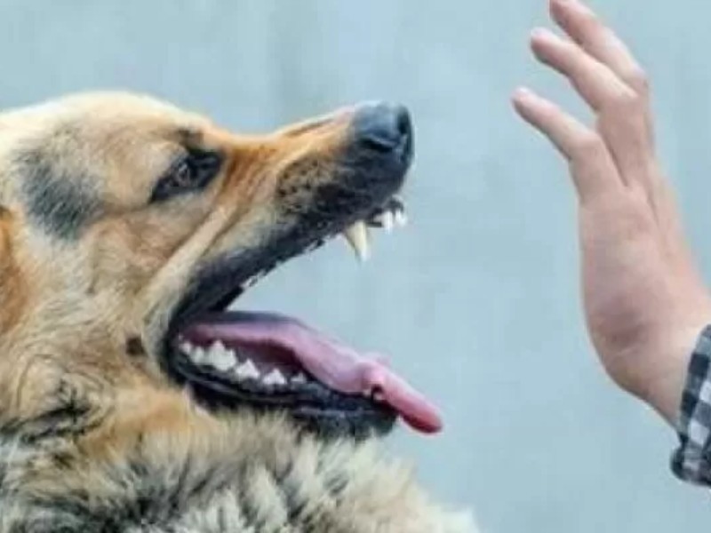 سگهای ولگرد جان کودک سه ساله را گرفتند سگهای ولگرد جان کودک سه ساله را گرفتند