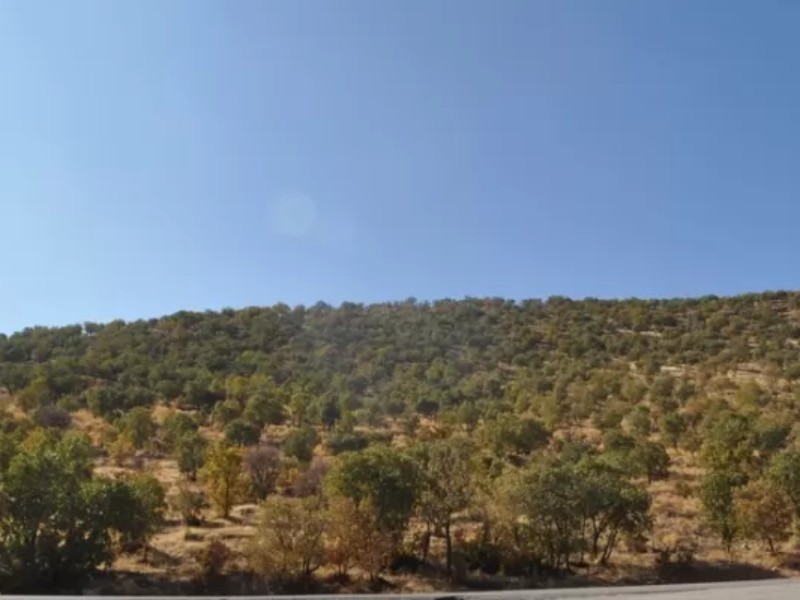 طبیعت زیبای جنگلهای بلوط در اسلامآبادغرب طبیعت زیبای جنگلهای بلوط در اسلامآبادغرب