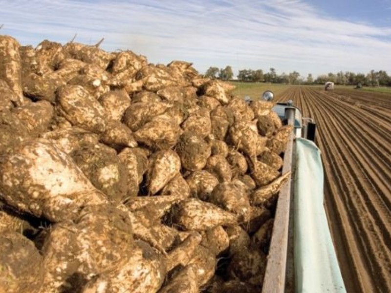 روگردانی‌ کشاورزی اسلام‌آبادی از کشت چغندر قند