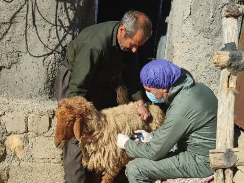 اردوهای جهادی دامپزشکی در اسلام‌آبادغرب
