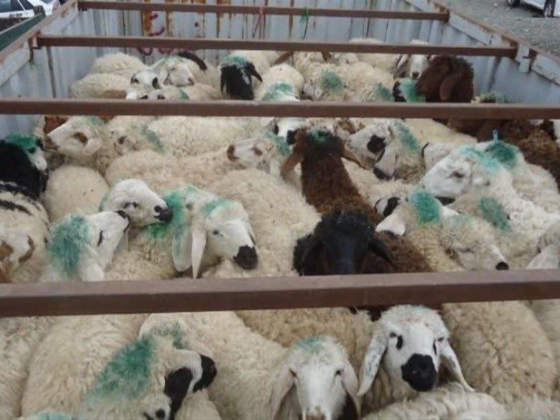 کشف 73 رأس دام قاچاق در اسلام‌آبادغرب