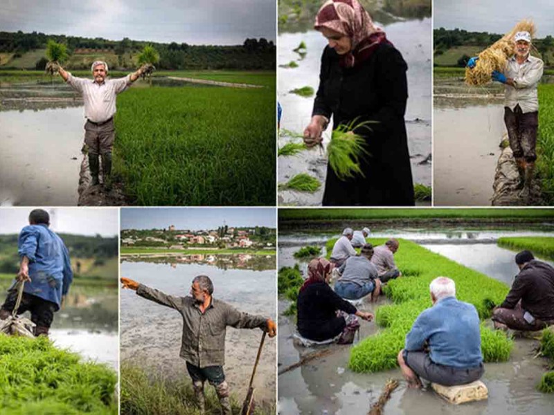 به رنج برنج‌کاران؛ به کام دلالان/ ظهور سلطان ها در بازار برنج