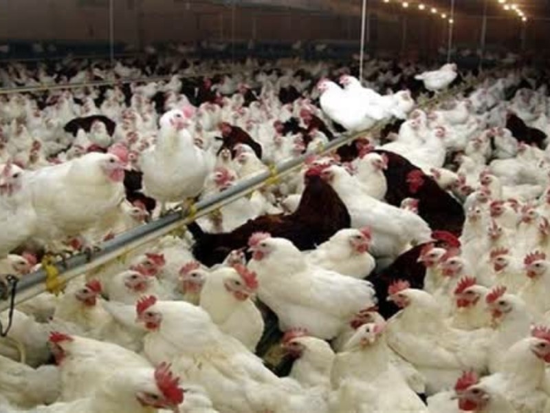 مدیرکل تعزیرات حکومتی کرمانشاه، از جریمه 530 میلیارد و 632 میلیون ریالی چهار کشتارگاه متخلف خبر داد.