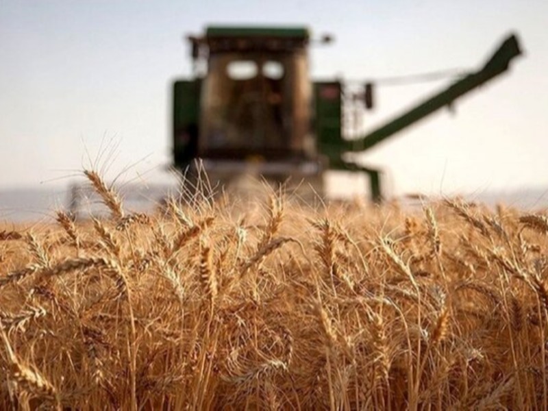 خرید تضمینی گندم به ۱۱ میلیون و و ۹۷۶ هزار تن رسید