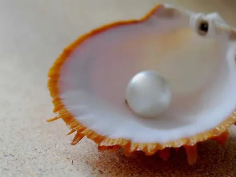 اهميت حيا و آثار ارزشمند آن