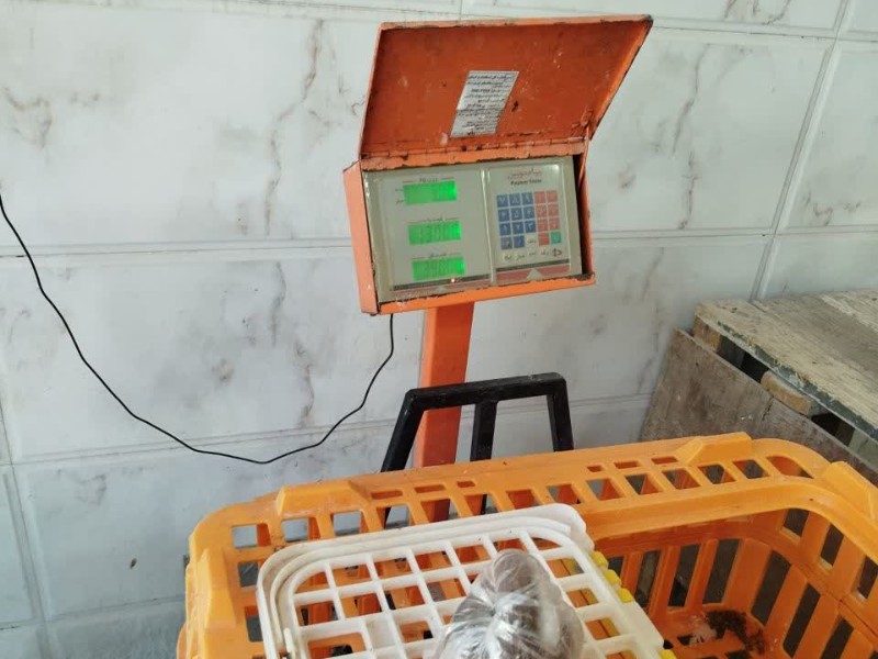 با متخلفان فروش مرغ زنده برخورد قاطع شد؛ ۴ واحد به دستگاه قضایی معرفی شدند