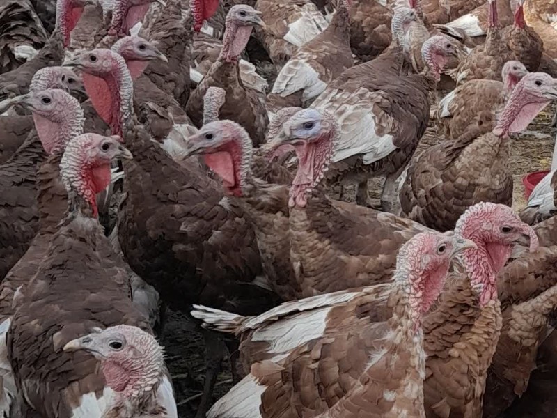 پرورش بوقلمون، ابتکار بانوی اسلامآبادغربی برای توسعه اقتصادی پرورش بوقلمون، ابتکار بانوی اسلامآبادغربی برای توسعه اقتصادی